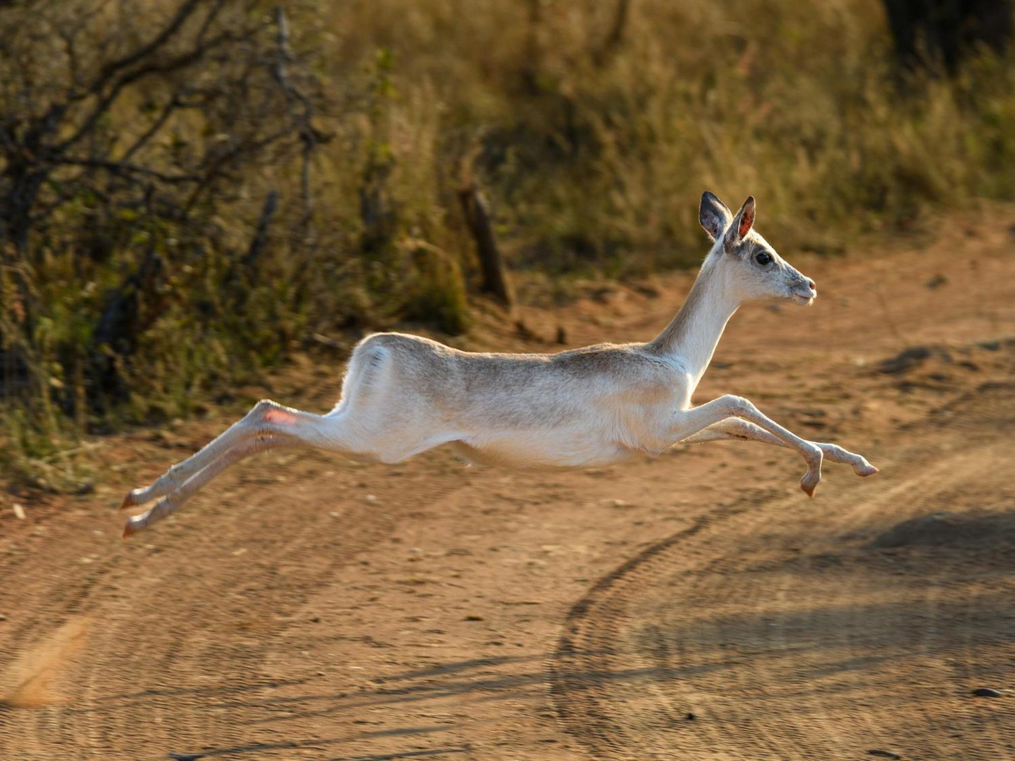 Vila Waterberg Game Park Mokopane Exteriér fotografie