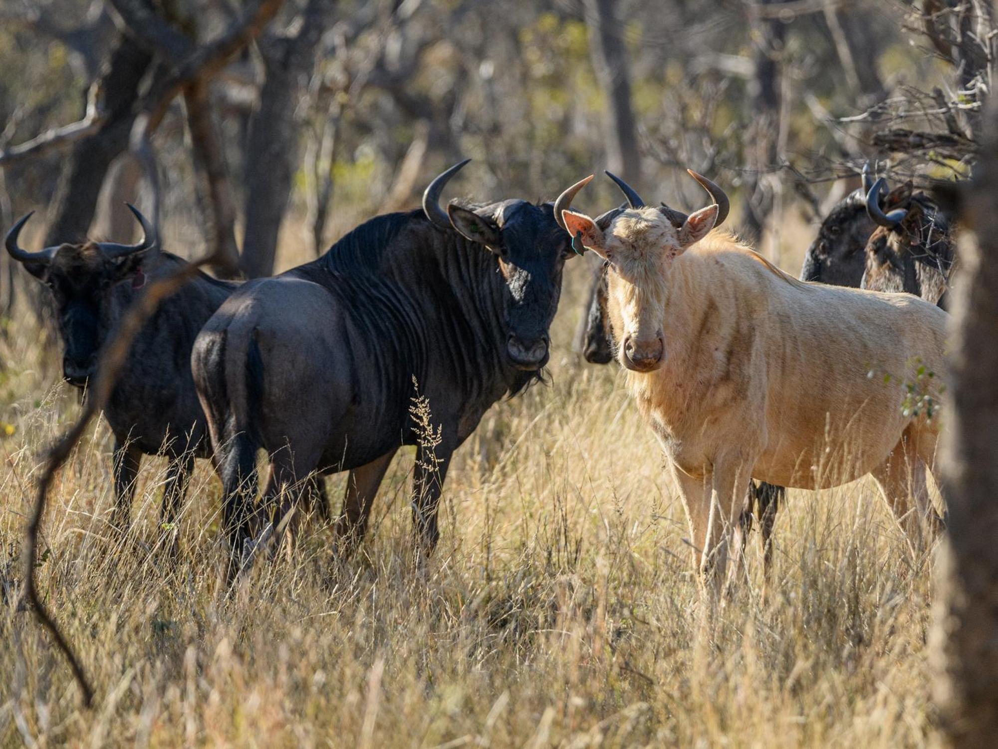 Vila Waterberg Game Park Mokopane Exteriér fotografie