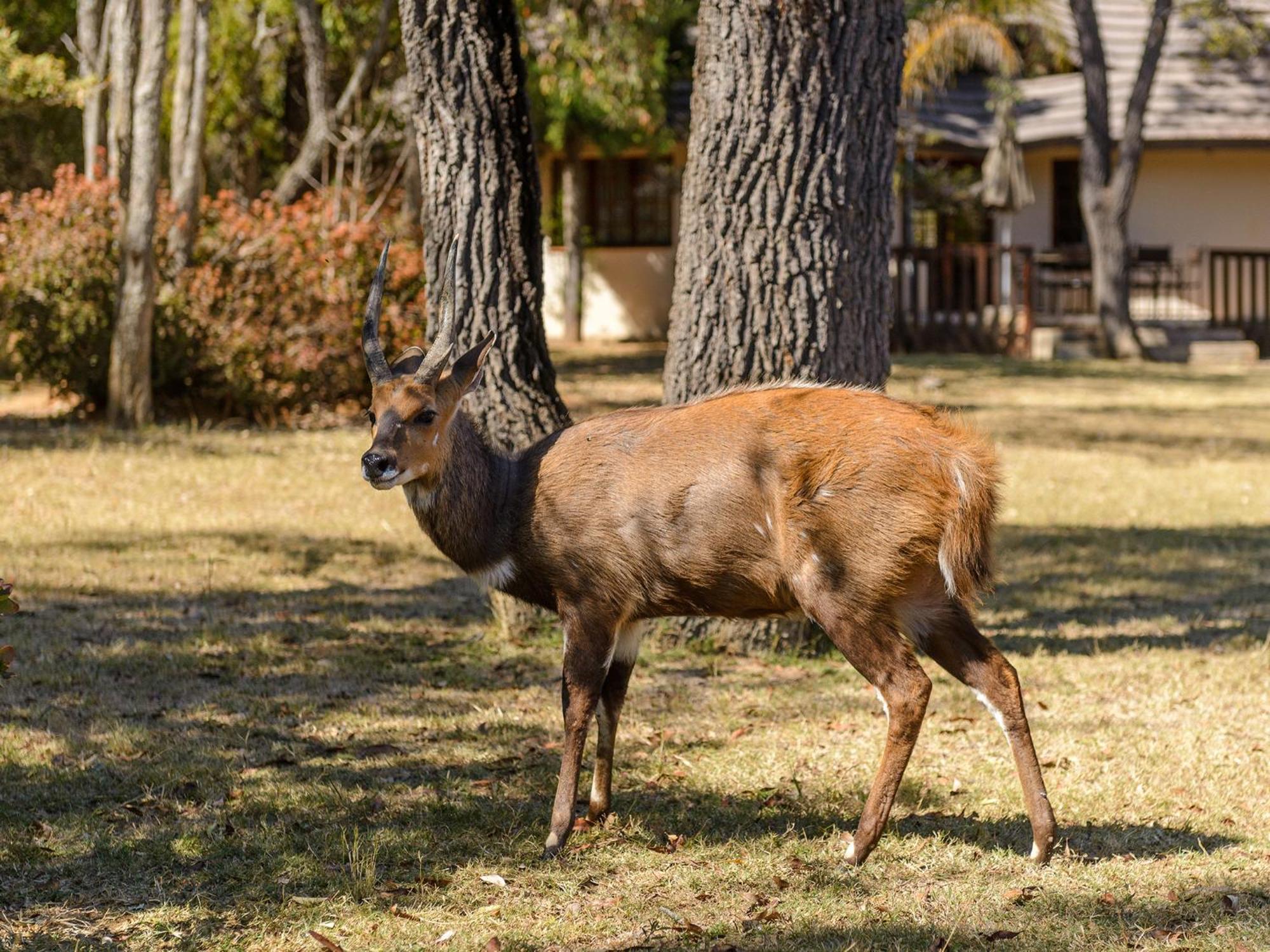 Vila Waterberg Game Park Mokopane Exteriér fotografie